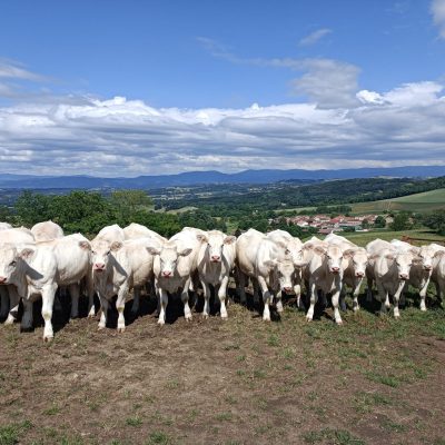 Quad63_Balade quad clermont-ferrand_Arrêt devant troupeau vaches Charolaises